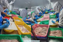 Workers filleting Frozen Norway And Japanese Mackerel in Vietnam seafood factory