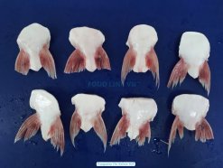 Frozen Pangasius Fin Pre-IQF Stage in Vietnam Factory