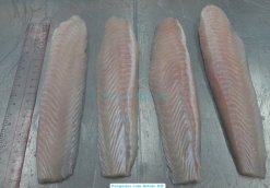 Frozen Pangasius Loin Before IQF Processing in Vietnam (2)