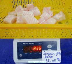 Frozen Pangasius Portion Before IQF Freezing in Vietnam – Factory View