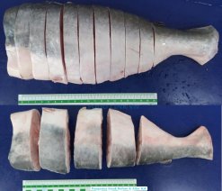 Frozen Pangasius Steak After IQF Processing in Vietnam