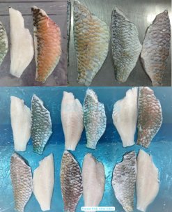 Vietnam Frozen Parrot Fish Fillet after IQF Freezing