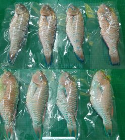 Vietnam Frozen Parrot Fish Whole Clean vacuum-packed for freshness