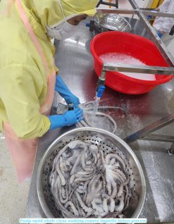 Vietnam Frozen Whole Clean Octopus Being Processed by Skilled Workers