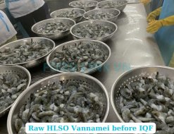 Vietnam Workers Processing Frozen Raw Hlso Vannamei Shrimp (EZP)