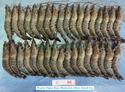 Frozen Raw Hoso Black Tiger Shrimp Before IQF in Vietnam Factory