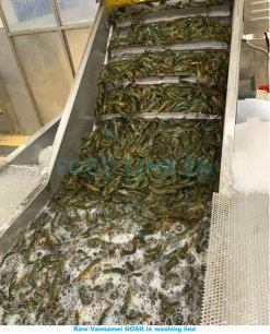 Washing Process of Frozen Raw HoSo Vannamei Shrimp in Vietnam Factory