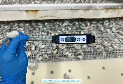 Vietnam Frozen Raw PD Black Tiger Shrimp on IQF Conveyor Line