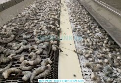 Vietnam Frozen Raw PDTO Black Tiger Shrimp on IQF Conveyor