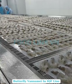 Frozen Raw PDTO Butterfly Vannamei Shrimp on IQF Freezing Line in Vietnam