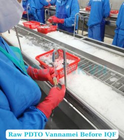 Frozen Raw Pdto Vannamei Shrimp Production Line in Vietnam