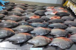 Vietnam Frozen Red Pacu Whole Round on IQF conveyor line