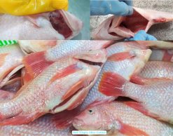 Vietnam Frozen Red Tilapia Whole Round And Whole Cleaned After Gut Removal