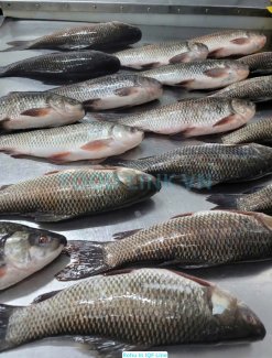 Vietnam Frozen Rohu Whole Clean processing on IQF production line