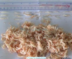 Checking salted baby shrimp size in Vietnam processing plant