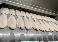 Frozen Pangasius Fillet Semi Trimmed from Vietnam on IQF Conveyor