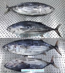 Vietnam Frozen Skipjack Tuna before IQF freezing process