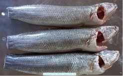 Vietnam Frozen Snakehead Fish Whole Clean after IQF freezing