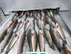 Vietnam Frozen Snakehead Fish Whole Round on IQF production line