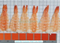 Vietnam Sushi Ebi Vannamei Shrimp Displayed For Retail Showcase