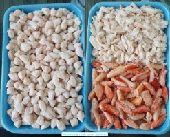 Frozen Swimming Crab Meat in trays before vacuum packing in Vietnam