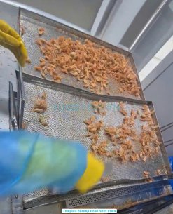 Fried Tempura Shrimp Heads in Vietnam – Processing Stage
