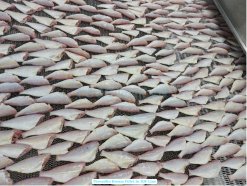 Vietnam Frozen Threadfin Bream Fillet on IQF Freezing Line