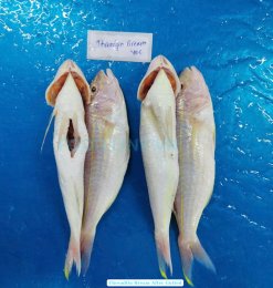 Vietnam Frozen Threadfin Bream Whole Clean after gut removal