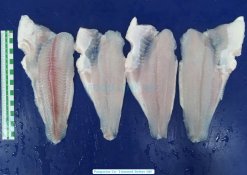 Frozen Pangasius Fillet Un Trimmed from Vietnam – Pre-IQF Raw Material (2)