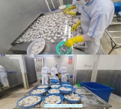 Vietnam Frozen Whole Clean Baby Cuttlefish on IQF Conveyor Line