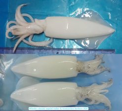 Vietnam Frozen Whole Clean Loligo Squid Tube and Tentacles Before IQF Freezing – 1