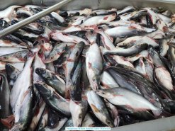 Frozen Whole Round Pangasius Processing in Vietnam Factory