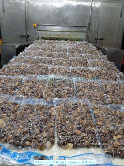 Frozen Cooked Whole Shell Brown Clam IQF processing in Vietnam