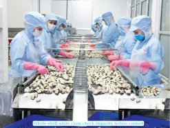 Frozen Cooked Whole Shell White Clam production process in Vietnam seafood factory
