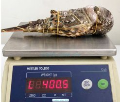 Vietnam Frozen Spiny Lobster After First IQF Process