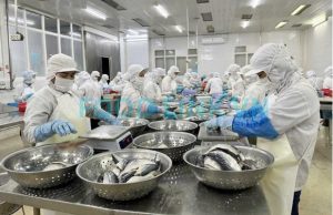 Worker filleting marine fish under QC monitoring in Vietnam