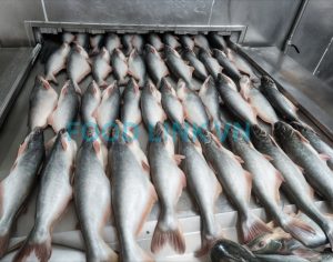 Whole round pangasius on IQF line during processing monitoring