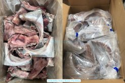 Vietnam Frozen Yellowfin Tuna Kama Packed in Export Cartons