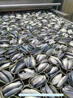 Canned Sardine And Canned Mackerel With Tomato Sauce sterilization process Vietnam