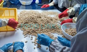 Size grading clam meat for consistent seafood quality