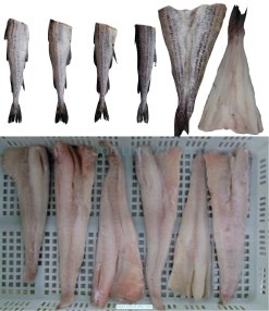 Frozen Alaska Pollock fillets produced in Vietnam