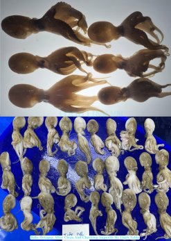 Frozen Whole Cleaned Baby Octopus from Vietnam Before IQF Freezing