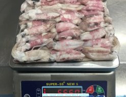 Vietnam Frozen Whole Clean Baby Loligo Squid Weighing Before Packing