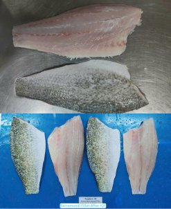 Vietnam Frozen Barramundi Fillet before IQF freezing
