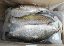 Vietnam Frozen Barramundi Whole Clean packed in bulk cartons