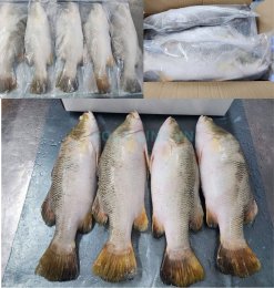 Vietnam Frozen Barramundi Whole Round After IQF and Packing