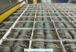 Frozen Raw Hoso Body Peel Vannamei Shrimp - Bikini Style on IQF line in Vietnam