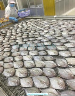 Vietnam Frozen Black Pomfret Whole Round on IQF conveyor