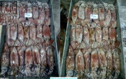 Frozen Black Squid Whole Round block packing before freezing in Vietnam