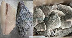 Vietnam Frozen Black Tilapia Fillet Skin On before and after IQF freezing